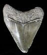 Juvenile Megalodon Tooth - South Carolina #39958-1